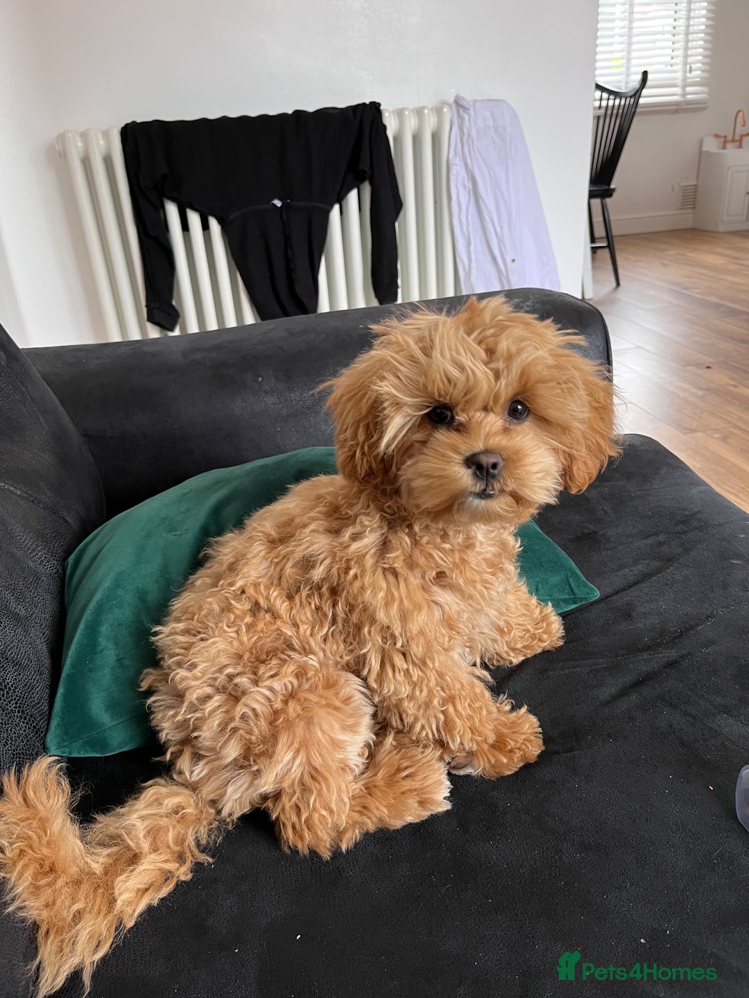Shihpoo dogs for sale: Shipoo Pups - Image 17