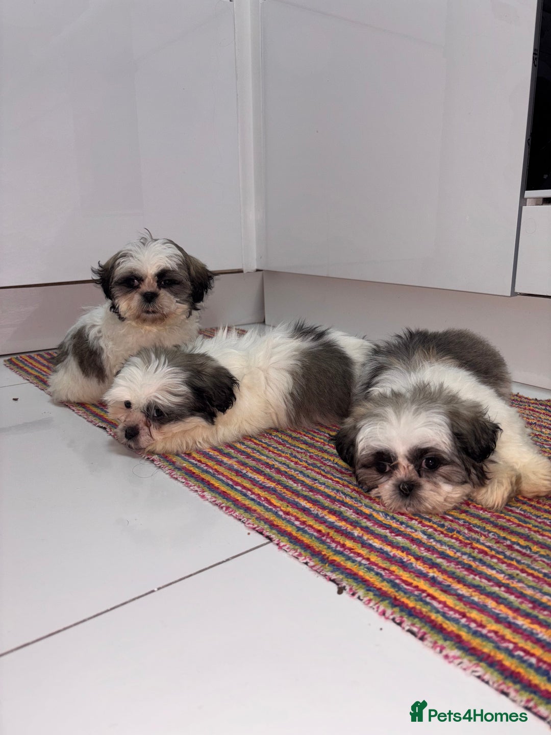Shih Tzu dogs for sale: 4 beautiful shih tzu - Advert 9