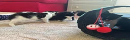 Mixed Breed cats for sale: beautiful shorthair/longhair kittens  - Advert 11