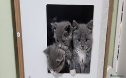British Shorthair cats for sale: Pure British short-hair kittens  - Image 1