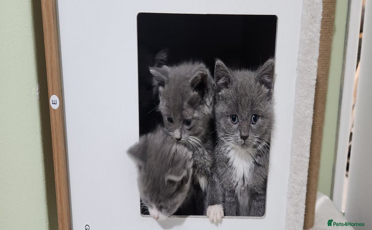 British Shorthair cats - Advert 8