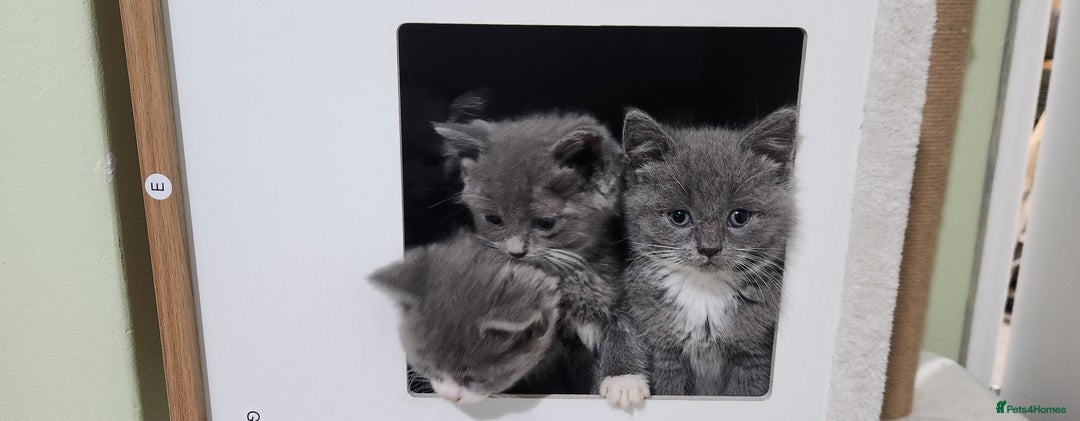 British Shorthair cats for sale: Pure British short-hair kittens  - Image 1