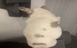 French Bulldog dogs for sale: Beautiful French bull dog boy  - Image 4
