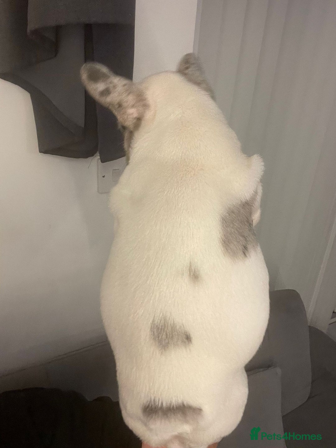 French Bulldog dogs for sale: Beautiful French bull dog boy  - Image 4