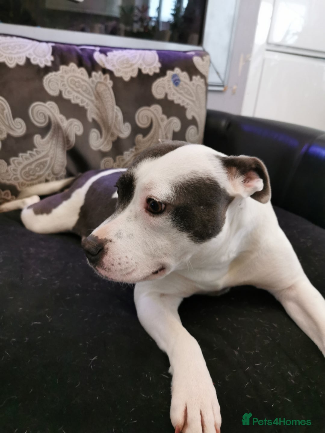 Staffordshire Bull Terrier dogs for sale: Beautiful Staffy's puppies - Advert 6