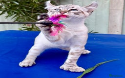 Keetso cats for sale: Wild looking polydactyl curled eared snow leopard  - Image 38