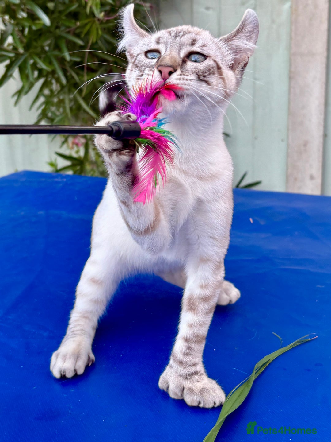 Keetso cats for sale: Wild looking polydactyl curled eared snow leopard  - Image 38