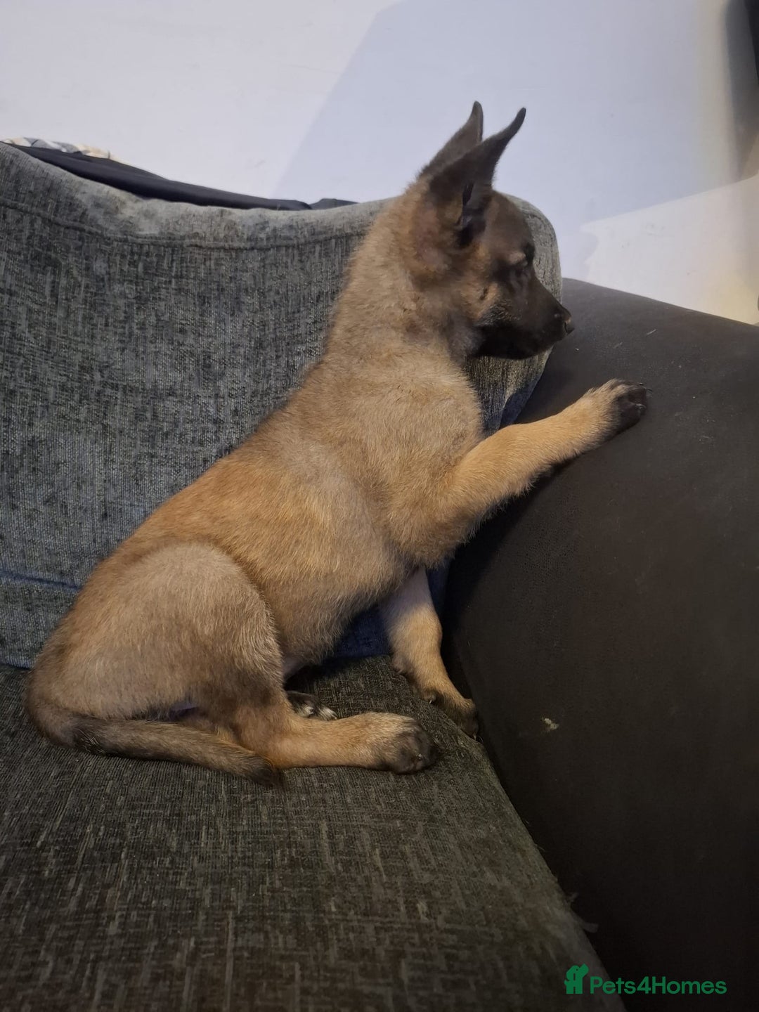 Belgian Shepherd Dog dogs for sale: 2 beautiful 8 week old Belgian shepherd dog - Advert 7