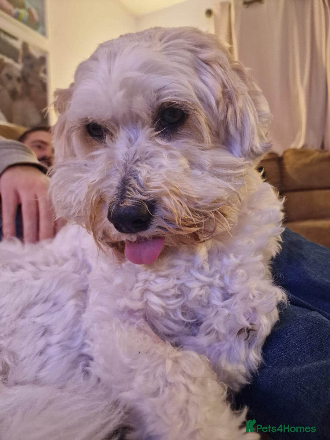 Shichon dogs for sale: Dog for rehome - Advert 2