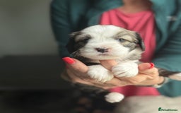 Tibetan Terrier dogs for sale: Gold Sable & White Tibetan Terrier Girl - Image 3