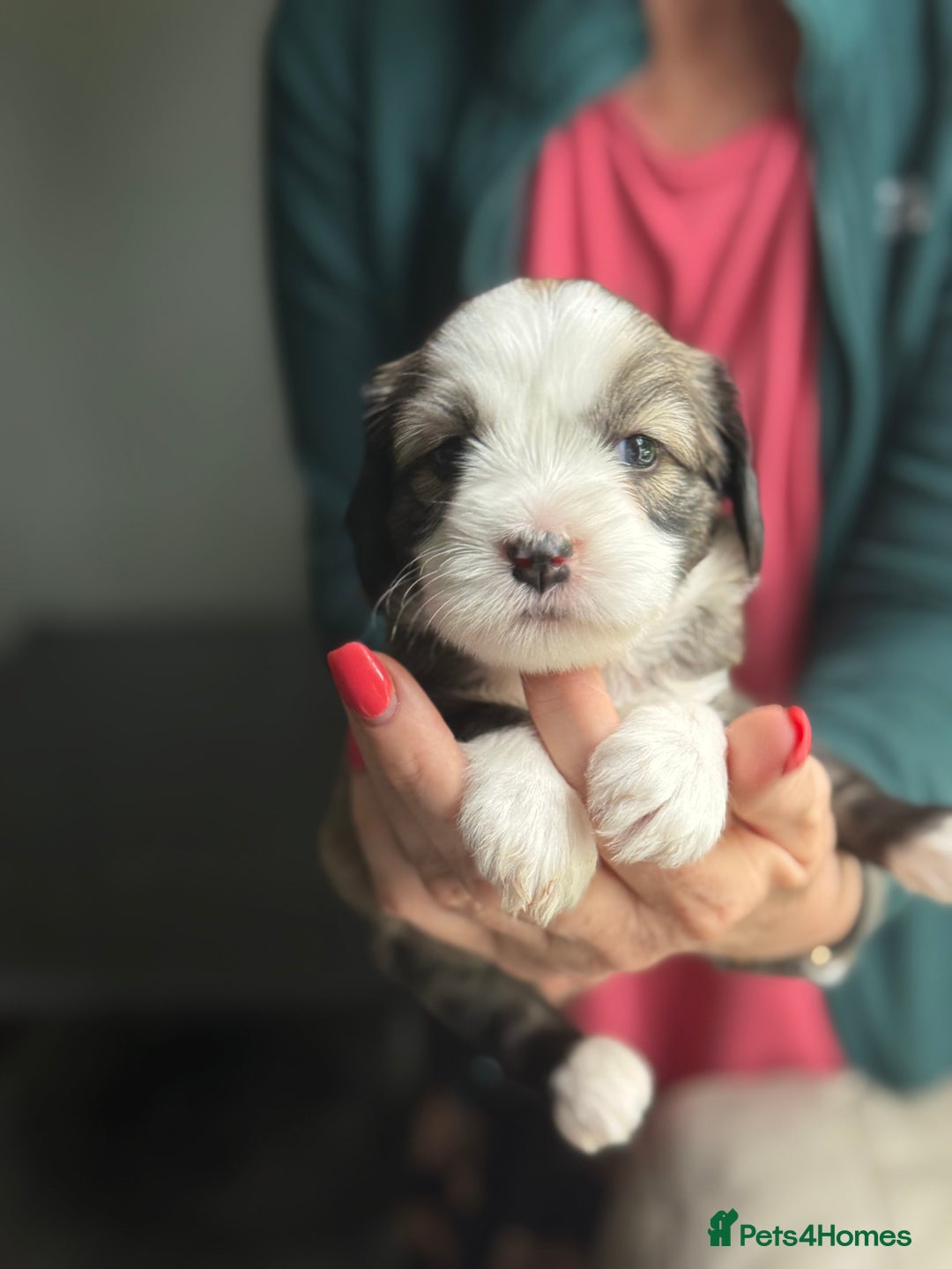 Tibetan Terrier dogs for sale: Gold Sable & White Tibetan Terrier Girl - Image 3