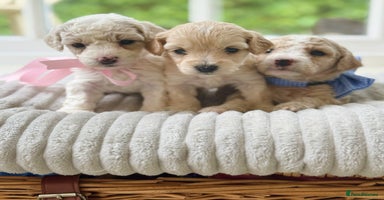 Cavapoochon dogs - Advert 3