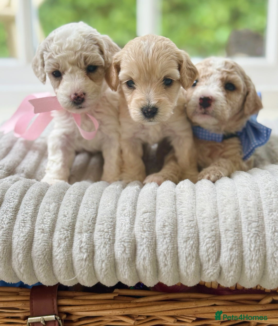 Cavapoochon dogs for sale: Cavapoochon puppies  - Image 3