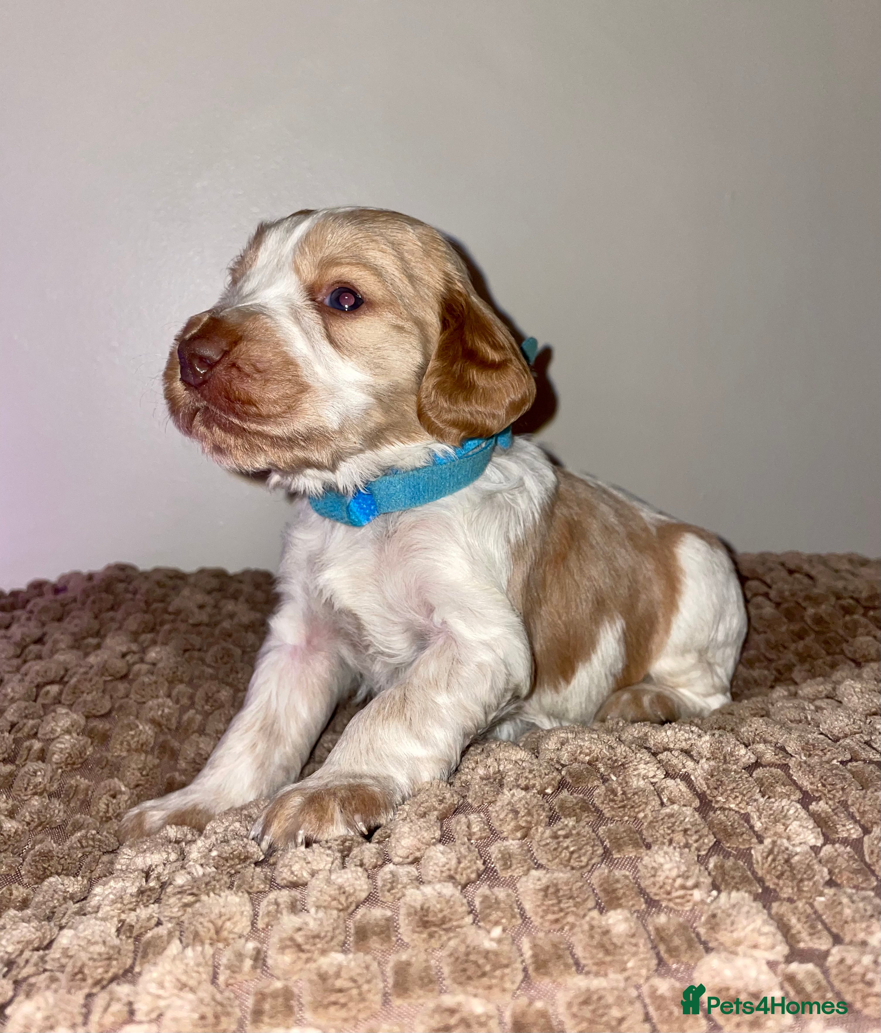 Cocker Spaniel dogs Cocker Spaniel Pups  - Advert 17