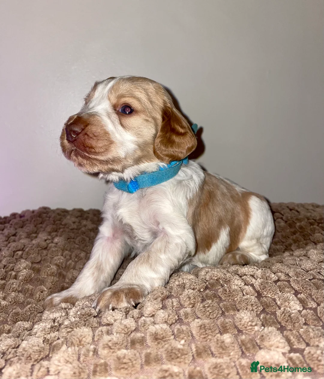 Cocker Spaniel dogs for sale: Cocker Spaniel Pups  - Advert 1