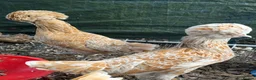 Chickens poultry for sale: Breeding set of POL chamois Polish & frizzle roo - Advert 3