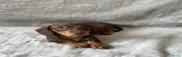 Miniature Dachshund dogs for sale: Chocolate and tan short haired mini dachshund  - Advert 13