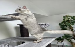 Maine Coon cats for sale: Maine Coon Pedigreed Female  in Salford - Image 2