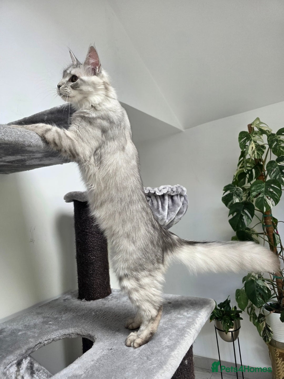 Maine Coon cats for sale: Maine Coon Pedigreed Female  in Salford - Image 2