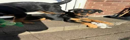 Rottweiler dogs for sale: Last 3 puppies of litter - Advert 5
