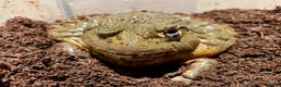 Frog reptiles for sale: Male African bullfrog - Advert 5