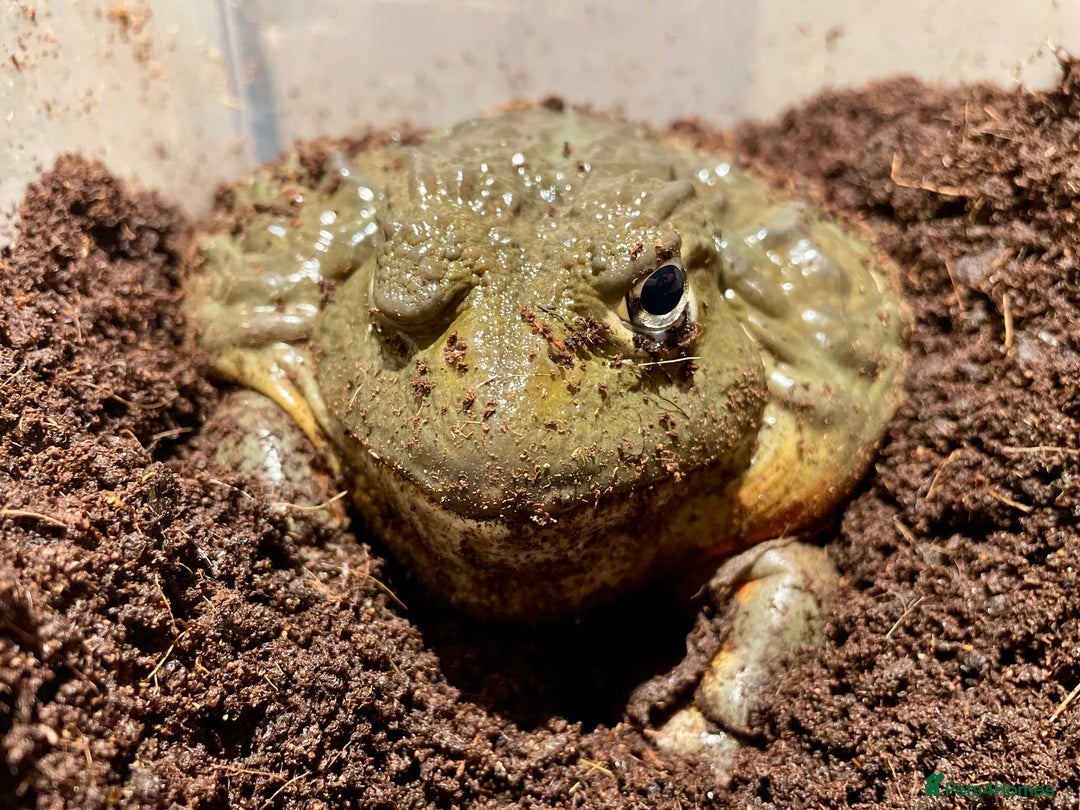 Frog reptiles for sale: Male African bullfrog - Advert 5