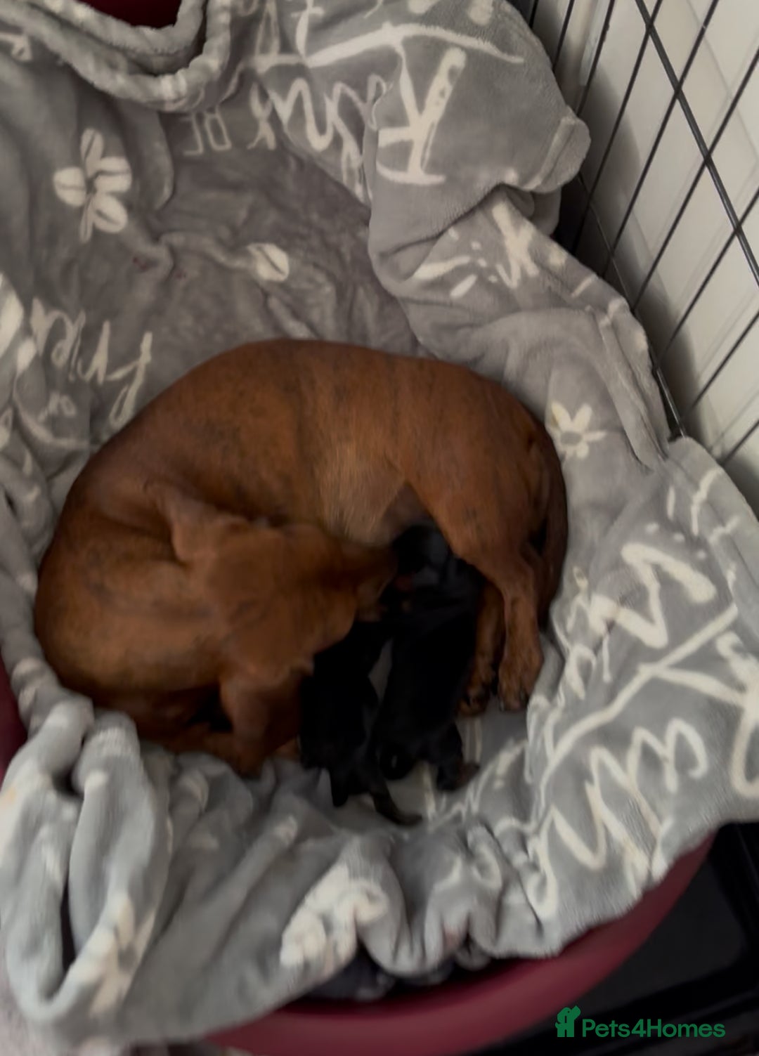 Miniature Dachshund dogs for sale: Mini Smooth Haired Dachshund Puppy  - Image 4
