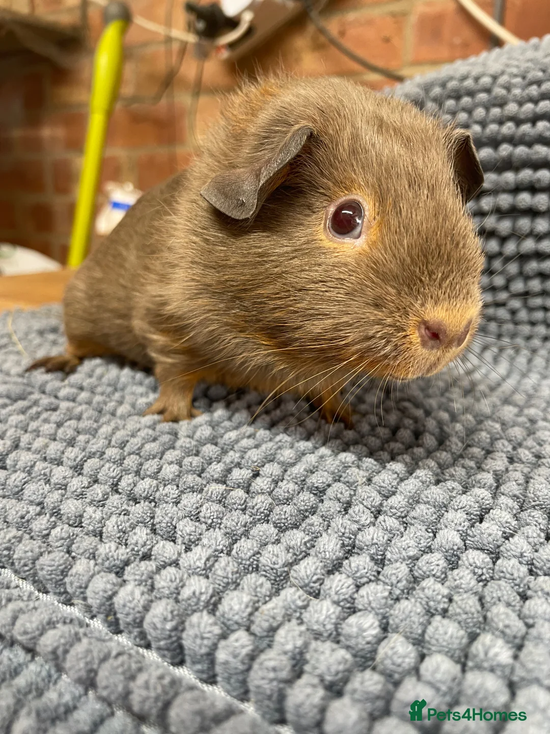 Guinea Pig rodents for sale: Slate Tan Smooth Haired Girls - Advert 2