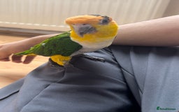 Parrots birds for sale: Bonded Pair of Handtamed DNA Sexed Caiques - Image 2