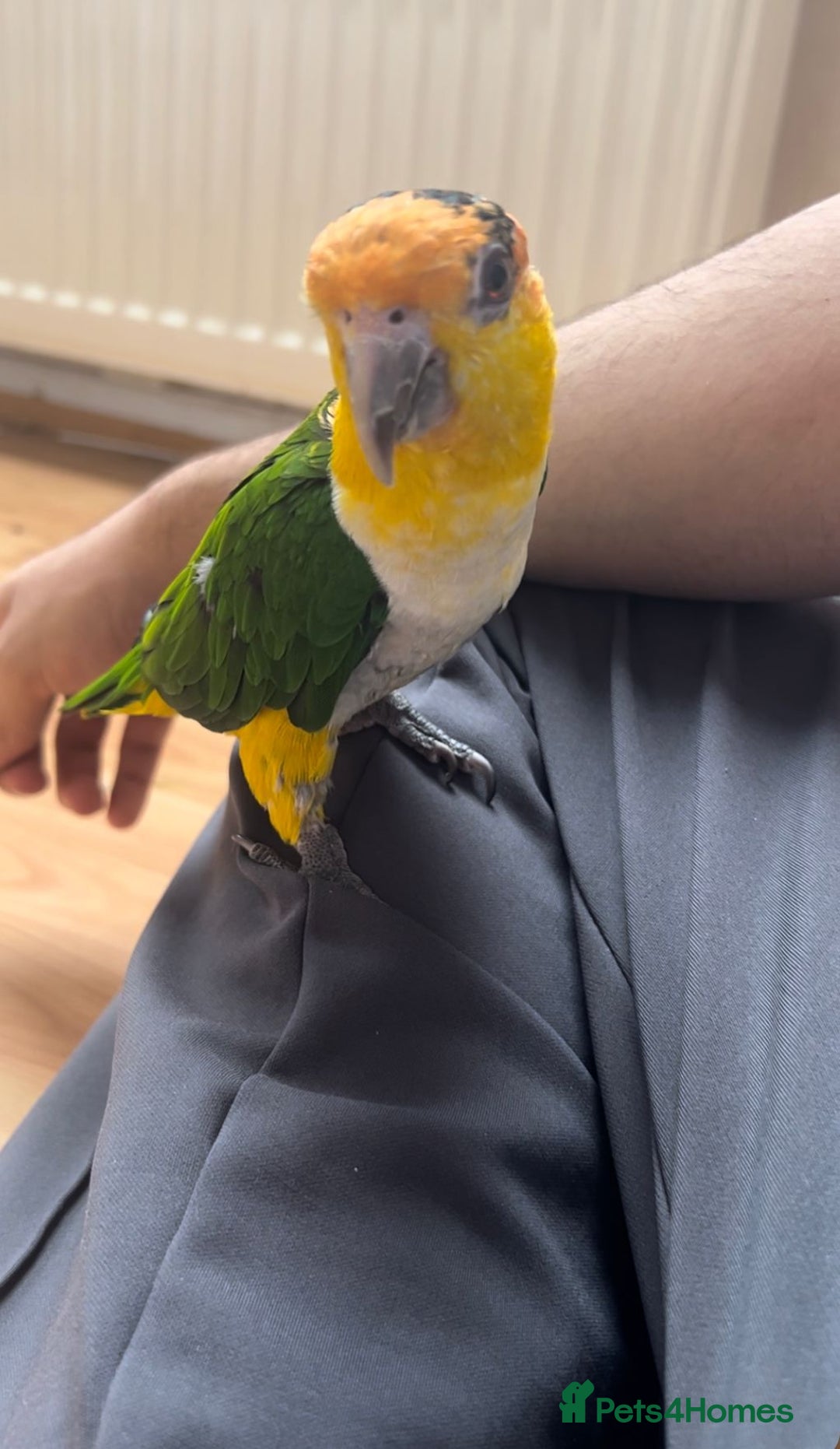 Parrots birds for sale: Bonded Pair of Handtamed DNA Sexed Caiques - Image 2