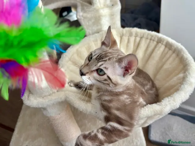 Bengal cats 🐅Gorgeous 😍One of a Kind Dream Bengal Boy!🐅 - Advert 15