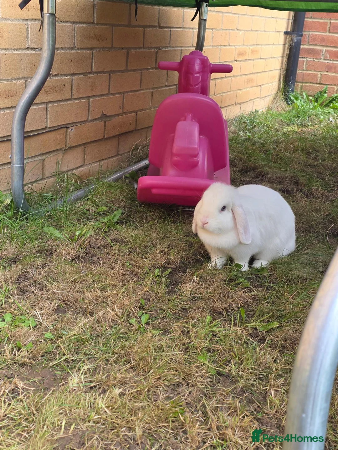 Mini Lop rabbits for sale: Female Mini lion lop - Advert 1