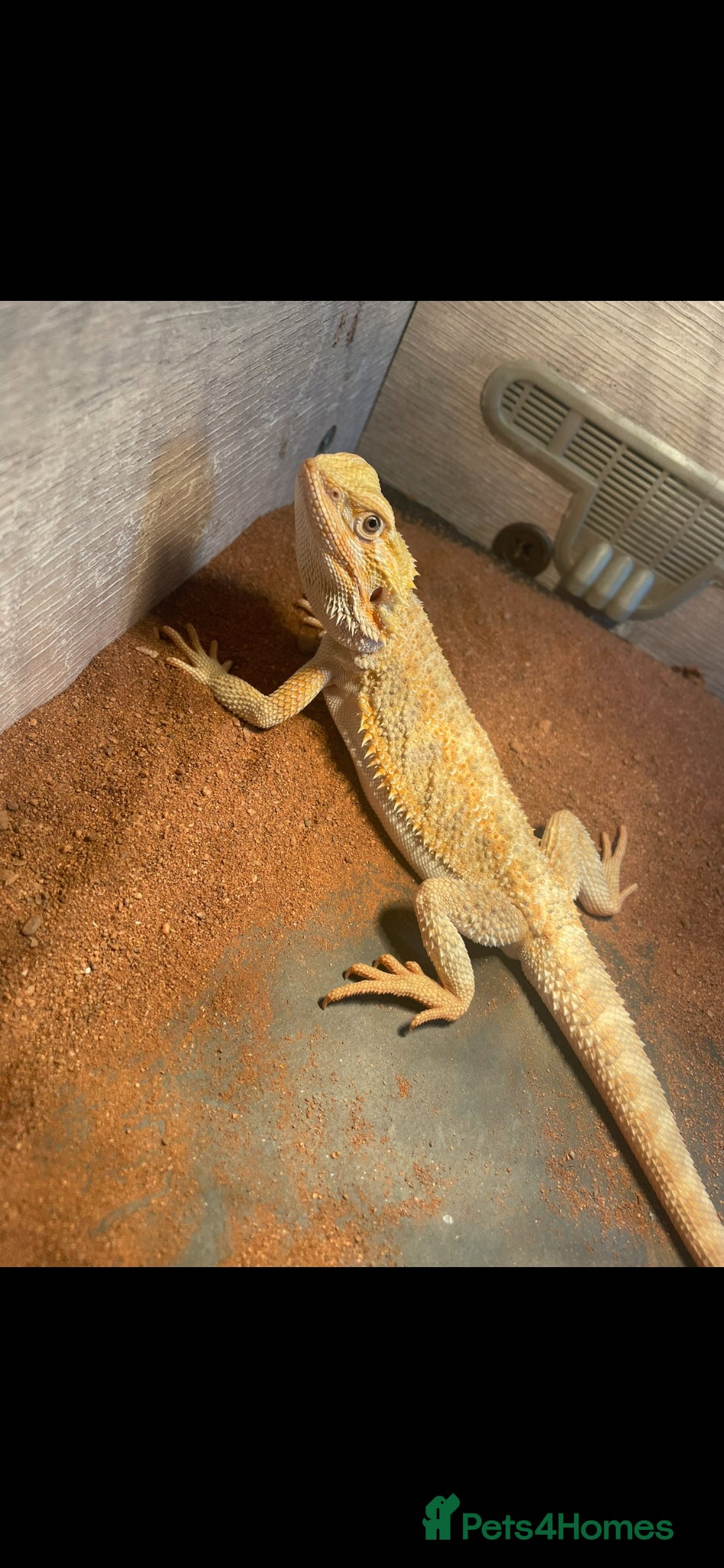 Bearded Dragon reptiles 1 year old bearded dragon and enclosure  - Advert 1