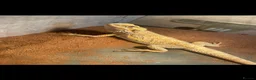 Bearded Dragon reptiles for sale: 1 year old bearded dragon and enclosure  in Bristol - Advert 1