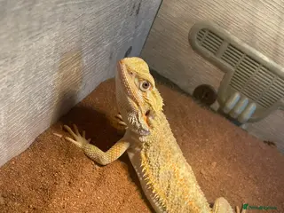 Bearded Dragon reptiles 1 year old bearded dragon and enclosure - Advert 2