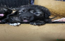 Caucasian Shepherd Dog dogs for sale: Beautiful puppies from huge parents  - Image 3
