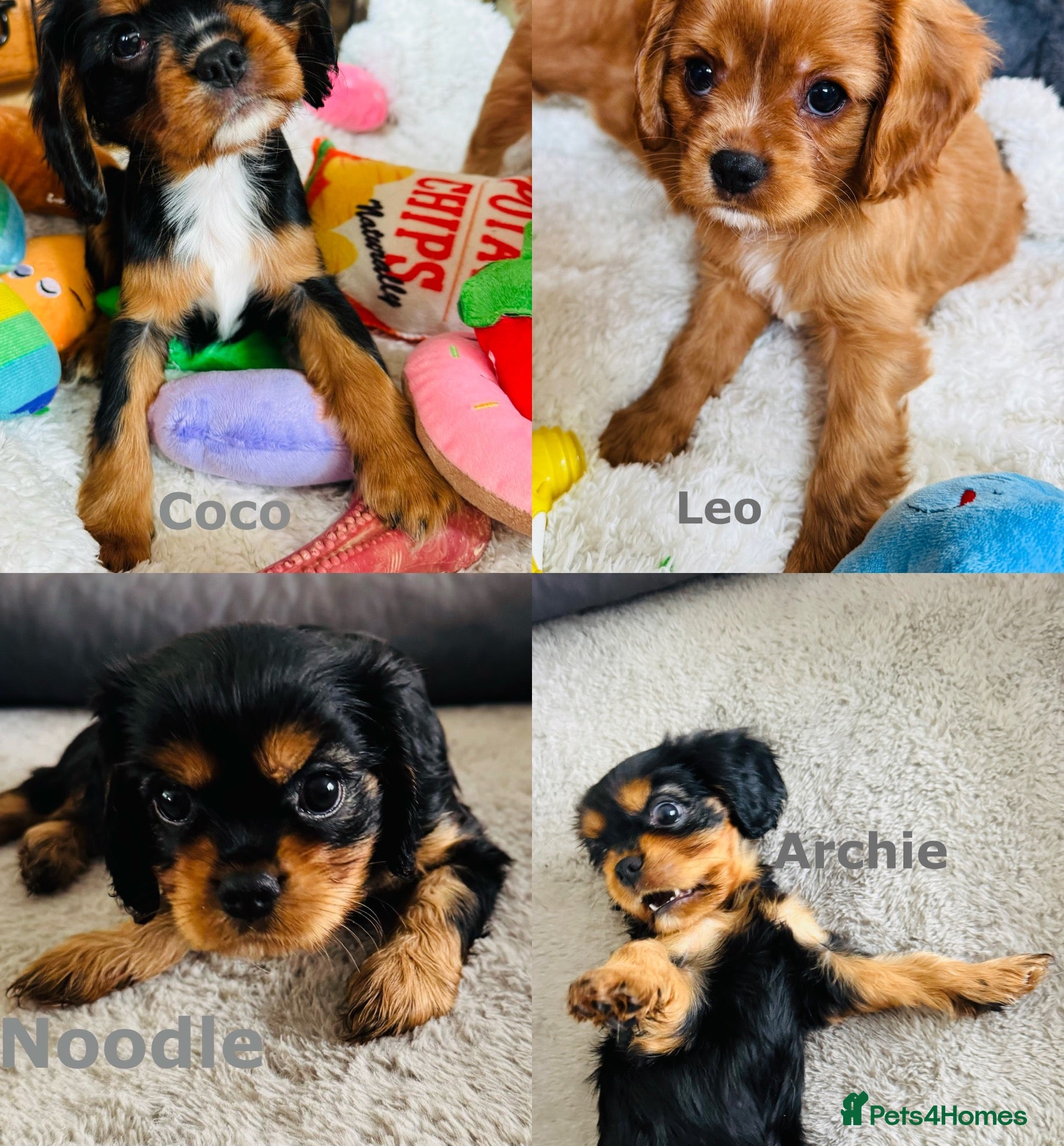 Cavalier King Charles Spaniel dogs Choc & Tan carriers - CKC Spaniel Puppies - Advert 4