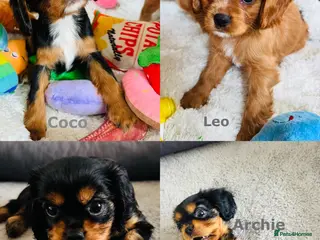 Cavalier King Charles Spaniel dogs Choc & Tan carriers - CKC Spaniel Puppies - Advert 4
