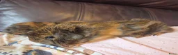 Guinea Pig rodents for sale: Baby guinea pigs, 1 girl, 1 boy - Advert 8