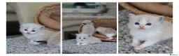 Ragdoll cats for sale: Tica Registered 💎 Ragdoll Kittens - Advert 11