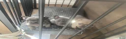 French Bulldog dogs for sale: champion french bulldog pups - Advert 9