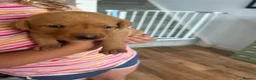 Labrador Retriever dogs for sale: Beautiful fox red Labrador puppies  - Advert 5