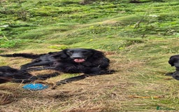 Flat coated Retriever dogs for sale: Flat coat retriever  - Image 1