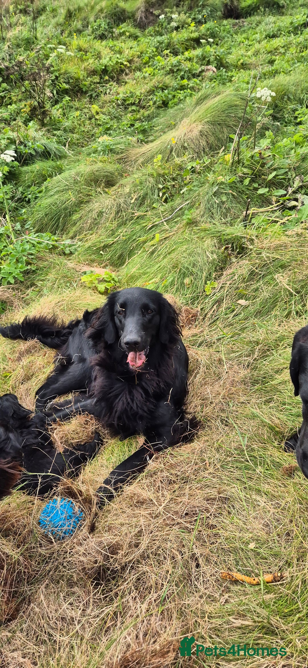 Flat coated Retriever dogs for sale: Flat coat retriever  - Image 1