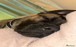 Cane Corso dogs for sale: Female Cane Corso in Warrington - Image 4
