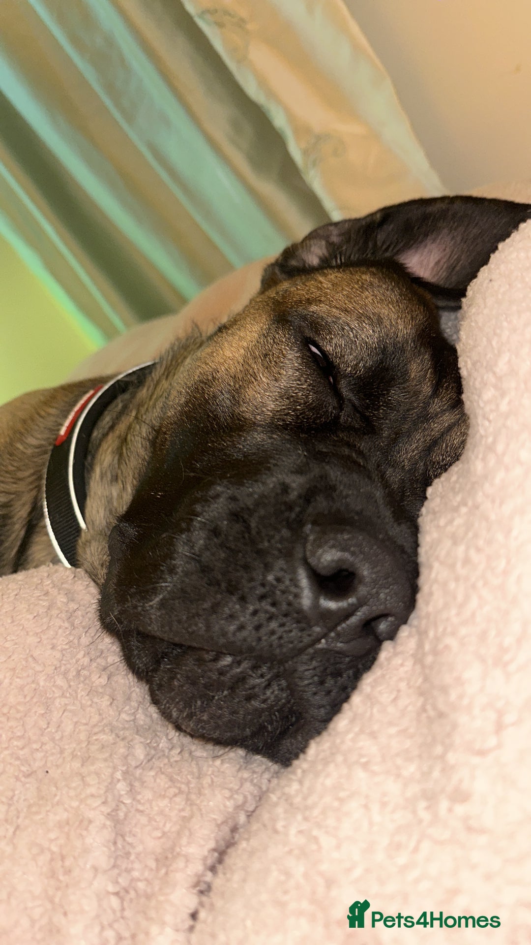Cane Corso dogs for sale: Female Cane Corso in Warrington - Image 4