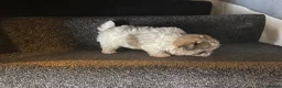 Maltipoo dogs for sale: Teddy bear multipoo puppy available - Advert 8