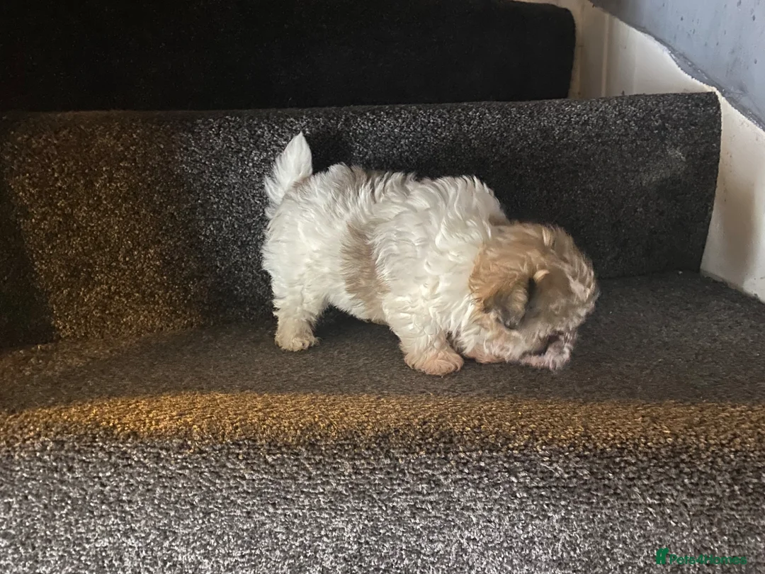 Maltipoo dogs for sale: Teddy bear multipoo puppy available - Advert 8