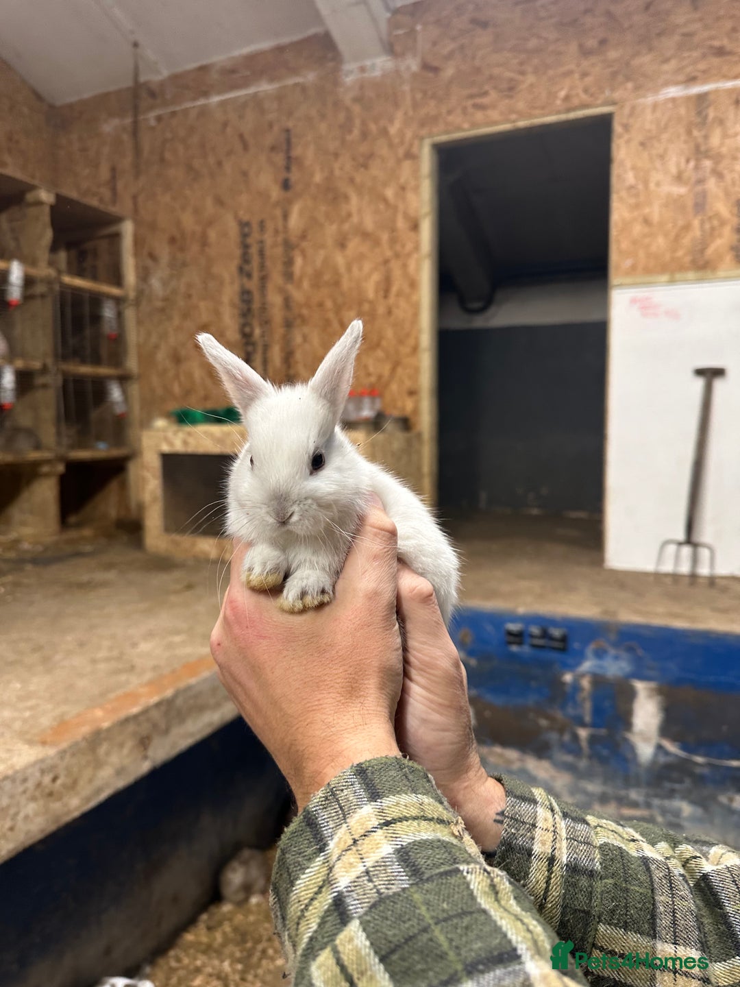 Netherland Dwarf rabbits for sale: Lots of netherland dwarfs for sale - Advert 8
