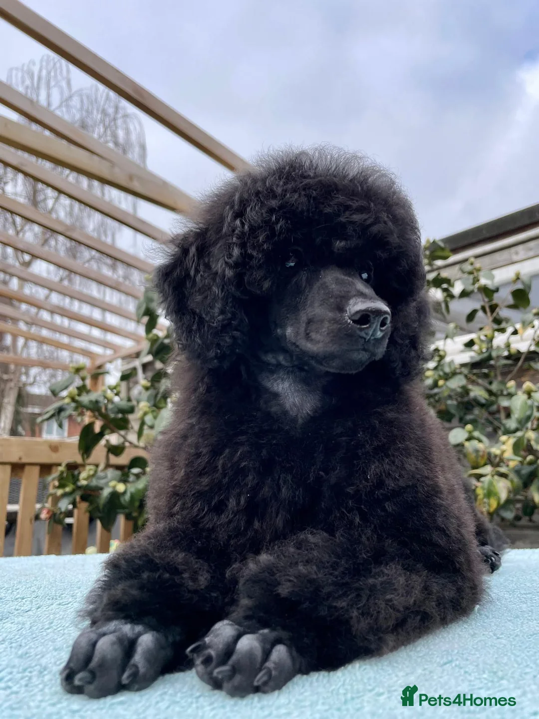 Miniature Poodle dogs for sale: Miniature Poodle – A Young Dog of Distinction - Advert 8